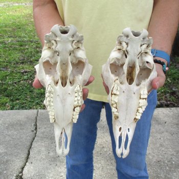 2 pc Sheep skulls without horns, measuring 10 inches and 9-1/2inches long - You are buying the ones pictured for $63.00