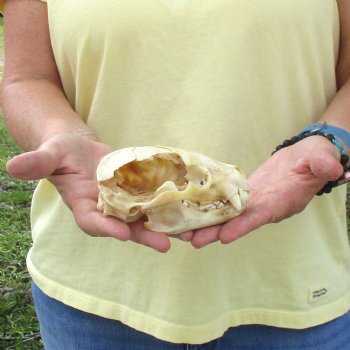 For Sale 4-1/2" B-Grade Badger Skull - $42