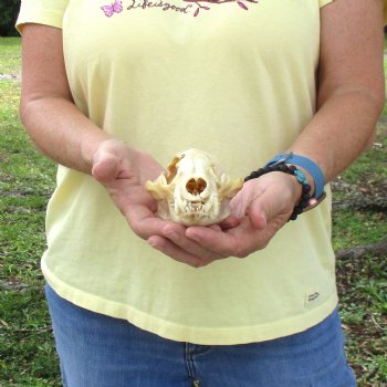 For Sale 4-1/2" B-Grade Badger Skull - $42