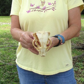 For Sale 4-1/2" B-Grade Badger Skull - $42