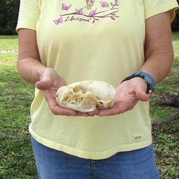 For Sale 4-1/2" B-Grade Badger Skull - $42