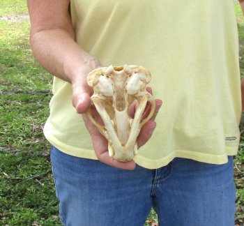 For Sale 4-1/2" B-Grade Badger Skull - $42