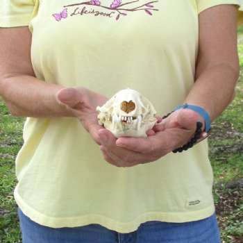 For Sale 5" B-Grade Badger Skull - $42