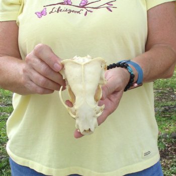 For Sale 5" B-Grade Badger Skull - $42