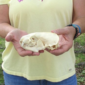 For Sale 5" B-Grade Badger Skull - $42