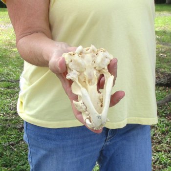 For Sale 5" B-Grade Badger Skull - $42