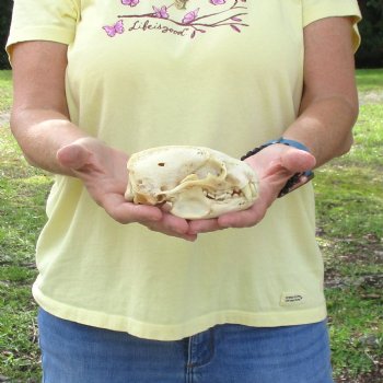 For Sale 4-3/4" B-Grade Badger Skull - $42