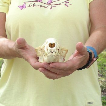 For Sale 4-3/4" B-Grade Badger Skull - $42