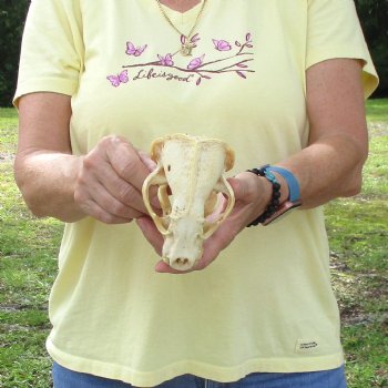 For Sale 4-3/4" B-Grade Badger Skull - $42