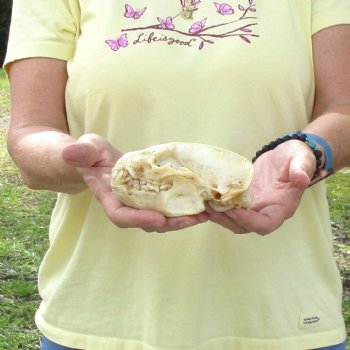 For Sale 4-3/4" B-Grade Badger Skull - $42