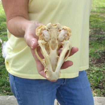 For Sale 4-3/4" B-Grade Badger Skull - $42