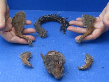 Preserved Squirrel Head, Legs, & Tail - <font color=red>Special Price </font>$25