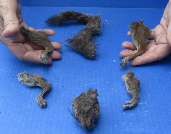 Preserved Squirrel Head, Legs, & Tail - <font color=red>Special Price </font>$25 