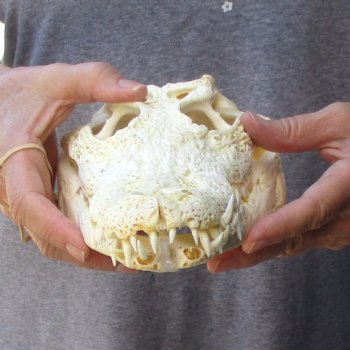 12" B-Grade Nile Crocodile Skull (Cites #084969) - $85
