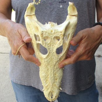 12" B-Grade Nile Crocodile Skull (Cites #084969) - $85