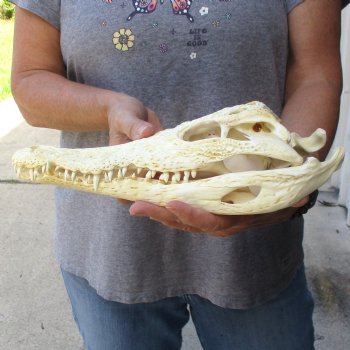 12" B-Grade Nile Crocodile Skull (Cites #084969) - $85