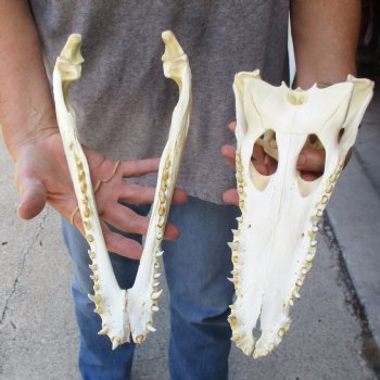 12" B-Grade Nile Crocodile Skull (Cites #084969) - $85