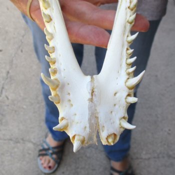 12" B-Grade Nile Crocodile Skull (Cites #084969) - $85