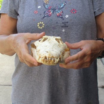 14 inches Authentic Nile Crocodile Skull for Sale for $195(CITIES #084969)