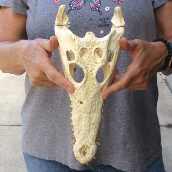 12" B-Grade Nile Crocodile Skull (Cites #084969) - $85