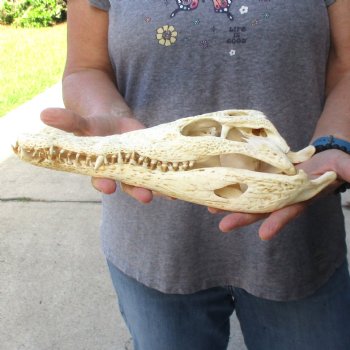 12" B-Grade Nile Crocodile Skull (Cites #084969) - $85