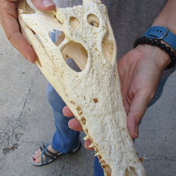 12" B-Grade Nile Crocodile Skull (Cites #084969) - $85