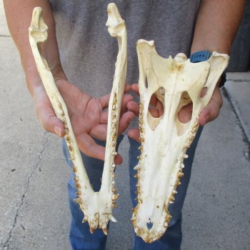 12" B-Grade Nile Crocodile Skull (Cites #084969) - $85