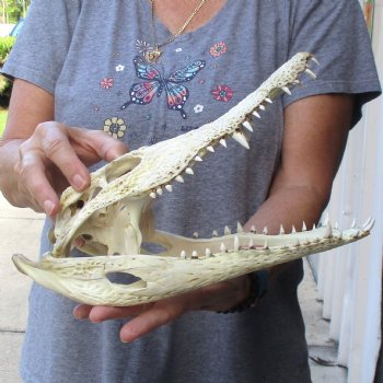 12" B-Grade Nile Crocodile Skull (Cites #084969) - $85