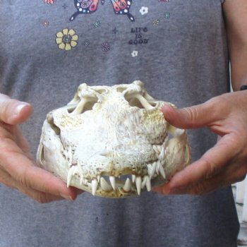 12" B-Grade Nile Crocodile Skull (Cites #084969) - $85