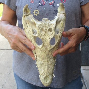 12" B-Grade Nile Crocodile Skull (Cites #084969) - $85