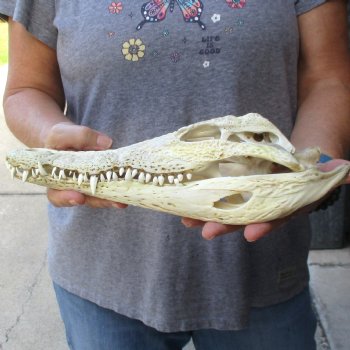 12" B-Grade Nile Crocodile Skull (Cites #084969) - $85