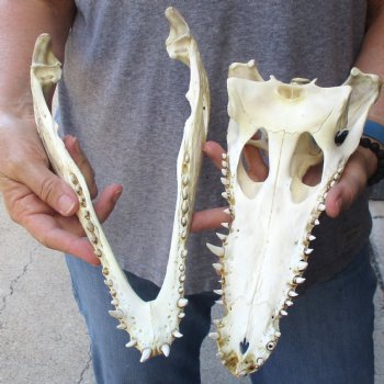 12" B-Grade Nile Crocodile Skull (Cites #084969) - $85