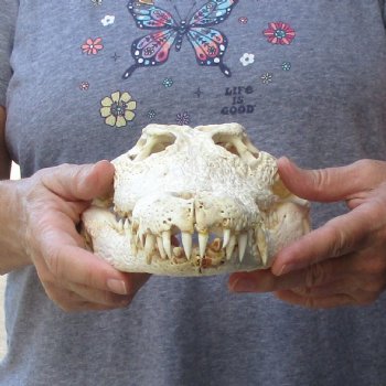 12-1/2" B-Grade Nile Crocodile Skull (Cites #084969) - $85