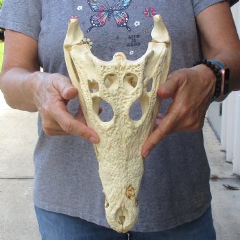 12-1/2" B-Grade Nile Crocodile Skull (Cites #084969) - $85