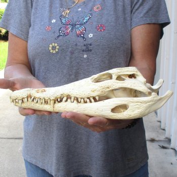 12-1/2" B-Grade Nile Crocodile Skull (Cites #084969) - $85