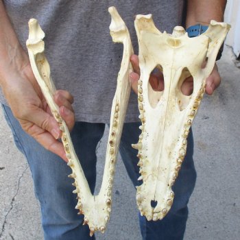 12-1/2" B-Grade Nile Crocodile Skull (Cites #084969) - $85