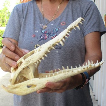 12" B-Grade Nile Crocodile Skull (Cites #084969) - $85