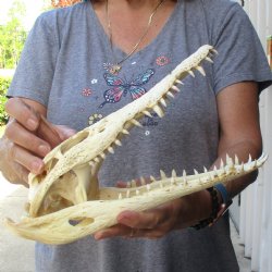 12" B-Grade Nile Crocodile Skull (Cites #084969) - $85
