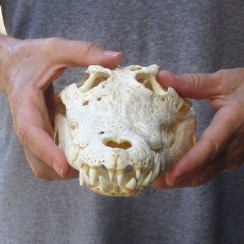 12" B-Grade Nile Crocodile Skull (Cites #084969) - $85