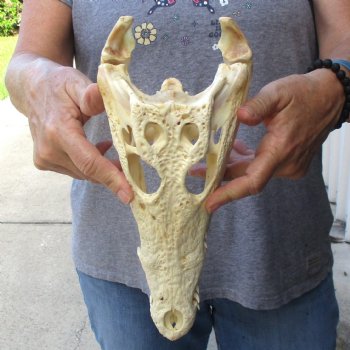 12" B-Grade Nile Crocodile Skull (Cites #084969) - $85