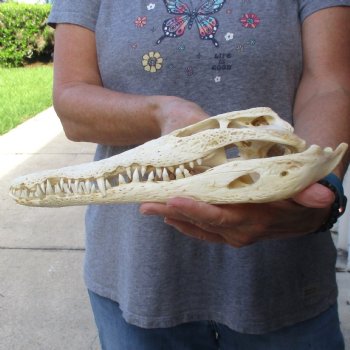12" B-Grade Nile Crocodile Skull (Cites #084969) - $85
