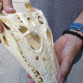 12" B-Grade Nile Crocodile Skull (Cites #084969) - $85