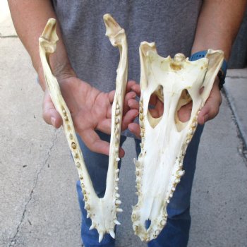 12" B-Grade Nile Crocodile Skull (Cites #084969) - $85