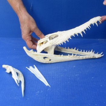 12" B-Grade Nile Crocodile Skull (Cites #084969) - $85