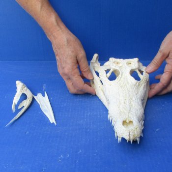12" B-Grade Nile Crocodile Skull (Cites #084969) - $85