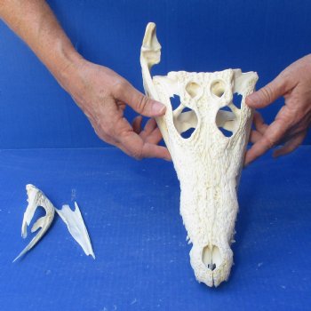 12" B-Grade Nile Crocodile Skull (Cites #084969) - $85