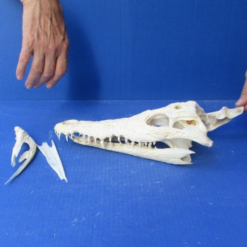12" B-Grade Nile Crocodile Skull (Cites #084969) - $85