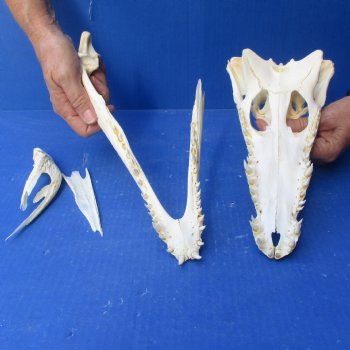 12" B-Grade Nile Crocodile Skull (Cites #084969) - $85