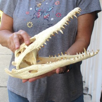 13-1/4" B-Grade Nile Crocodile Skull (Cites #084969) - $100