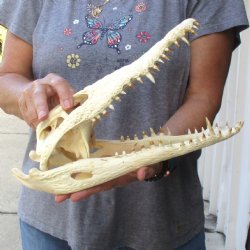 13-1/4" B-Grade Nile Crocodile Skull (Cites #084969) - $100